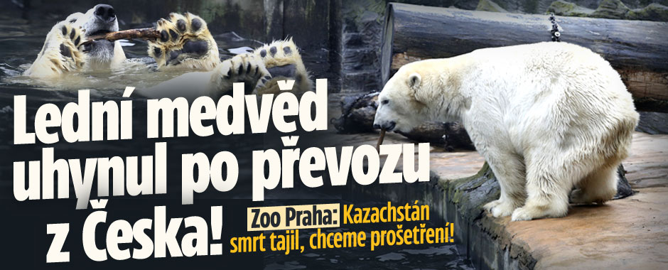 „Pražský“ lední medvěd Tom uhynul v Almatě!